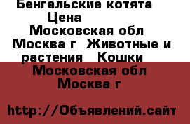 Бенгальские котята  › Цена ­ 18 000 - Московская обл., Москва г. Животные и растения » Кошки   . Московская обл.,Москва г.